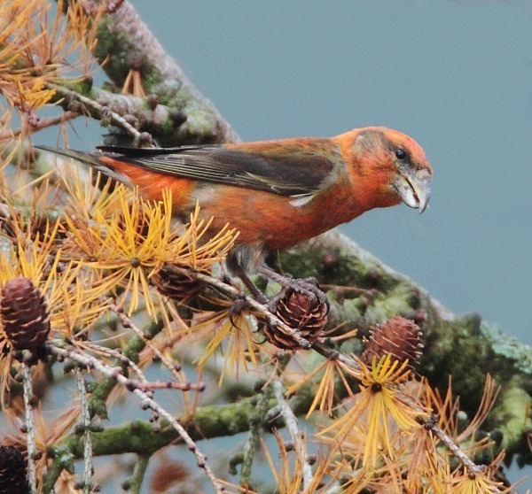 Male Crossbill - Crossbills