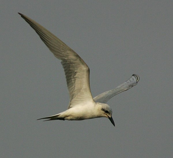 Gull Billed Tern - Indian Birds