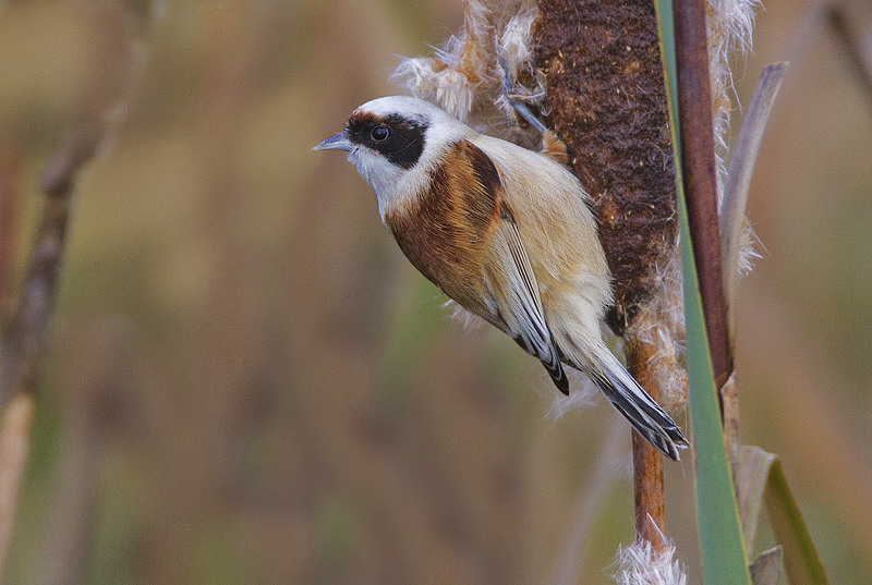 Male Penduline Tit - Penduline Tit