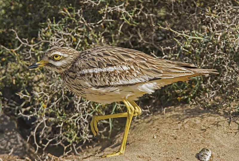 Stone Curlew - Lanzarote