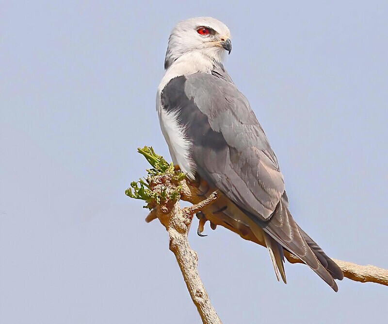Black Winged Kite - The Gambia Januarry 2026