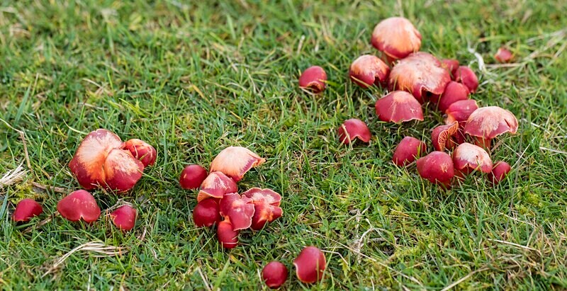 Scarlet Waxcaps - Waxcaps