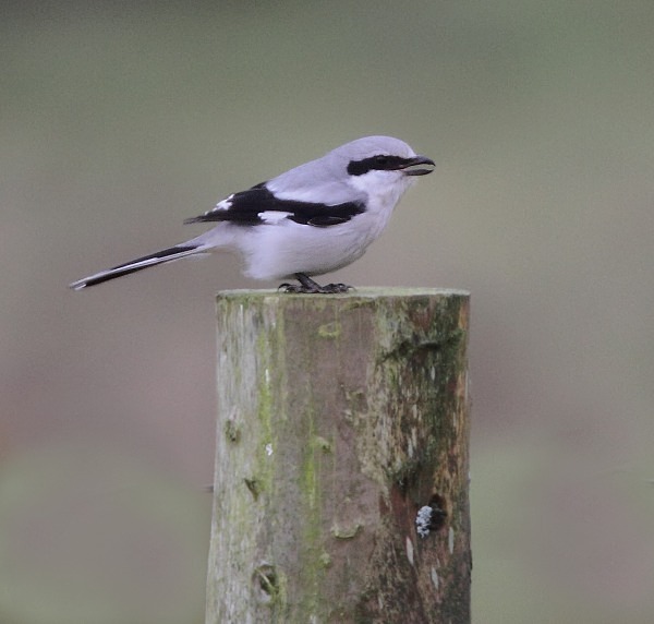 Northern Grey Shrike - Cuckoos, Shrikes & Waxwings
