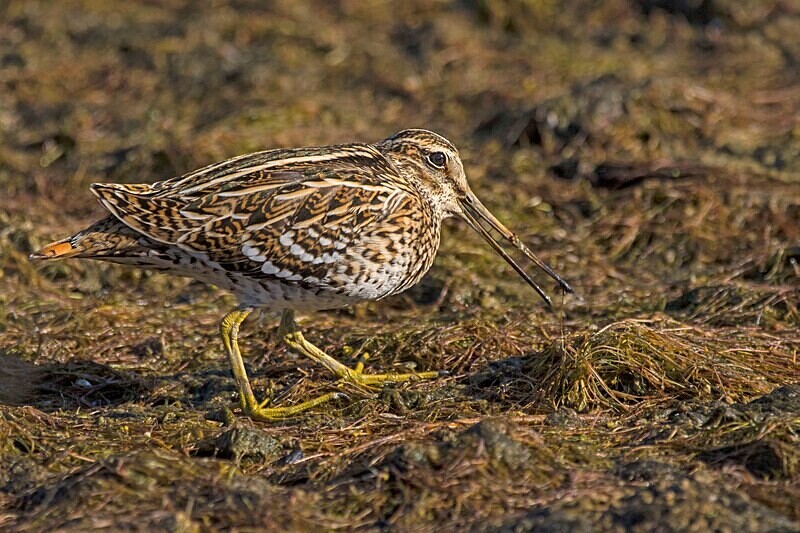 Great Snipe - Lesvos May 2022