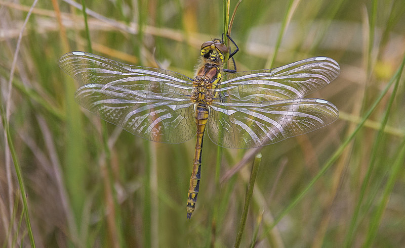 Black Darter - Dragonflies and Damselflies