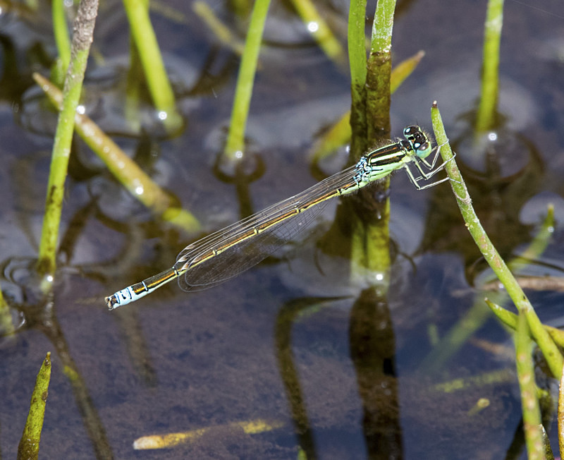 Scarce Blue Tailed Damselfly. - Dragonflies and Damselflies