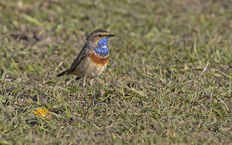 Male Bluethroat - Netherlands 2016