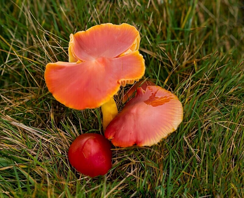 Splendid Waxcap - Waxcaps