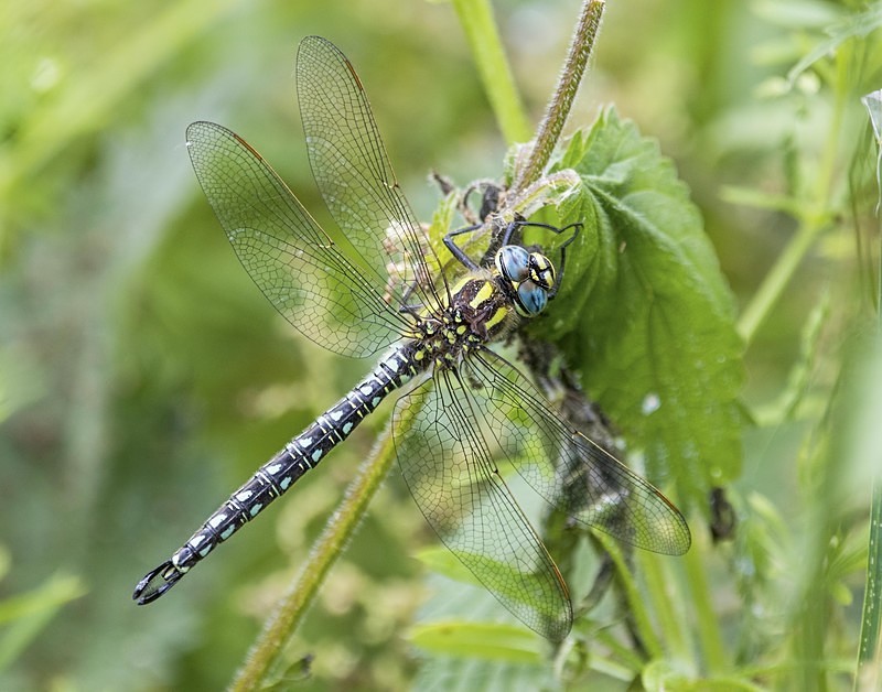 Hairy Dragonfly - Dragonflies and Damselflies