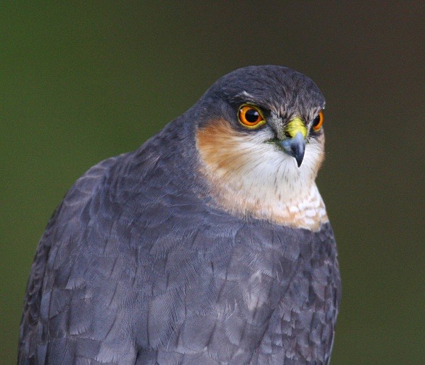 Sparrowhawk - Owls, Raptors, Corvids & Doves