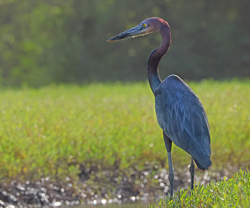 Goliath Heron - The Gambia Januarry 2026