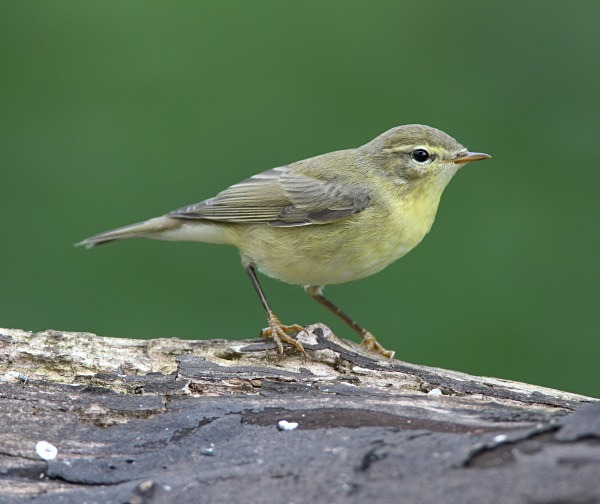 Chiffchaff - Juvenile Birds