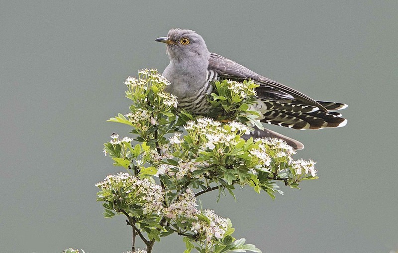 Male Cuckoo - Cuckoos