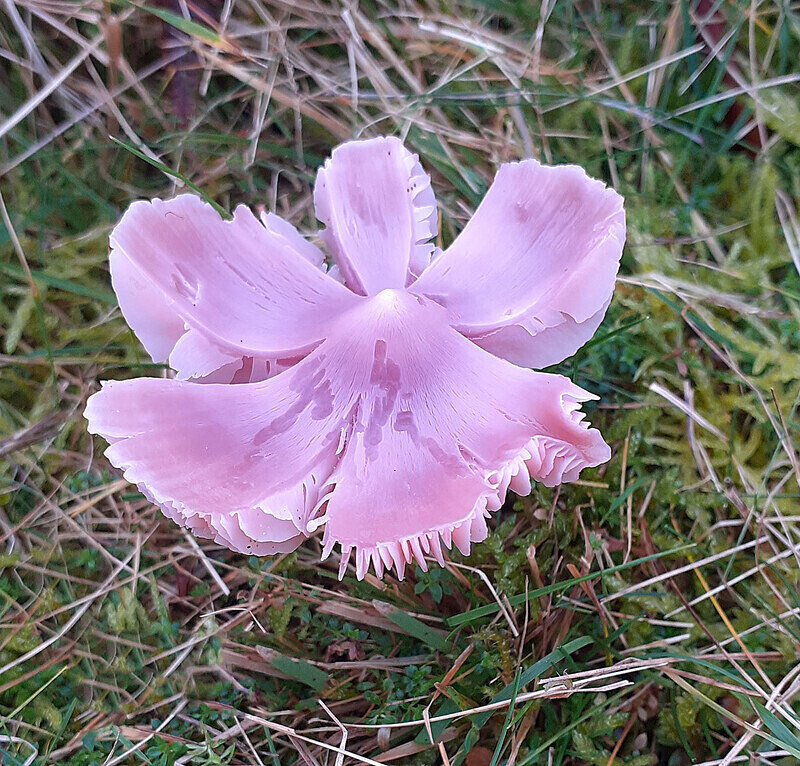 Pnk Waxcap - Waxcaps