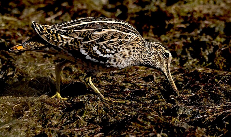 Great Snipe - Lesvos May 2022