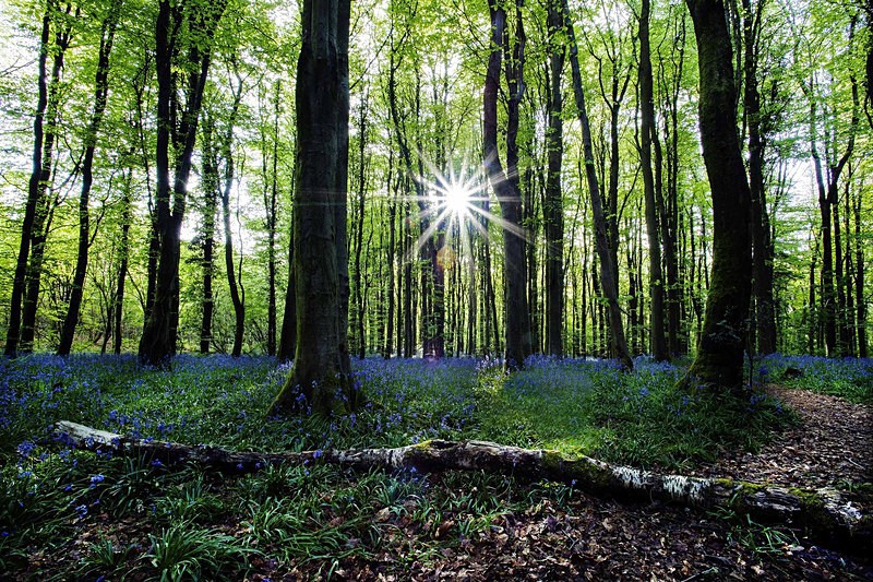 Bluebells in Coed Cefn Wood. - Brecon Beacons