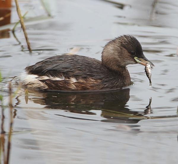 Little Grebe - Norfolk, Autumn 2011