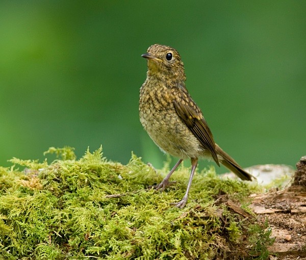 Robin - Juvenile Birds
