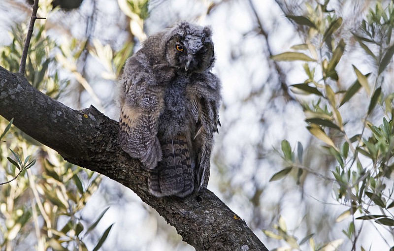 Long Eared Owl - Lesvos 2015