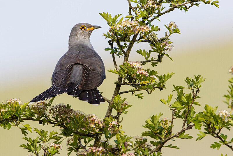 Male Cuckoo - Cuckoos