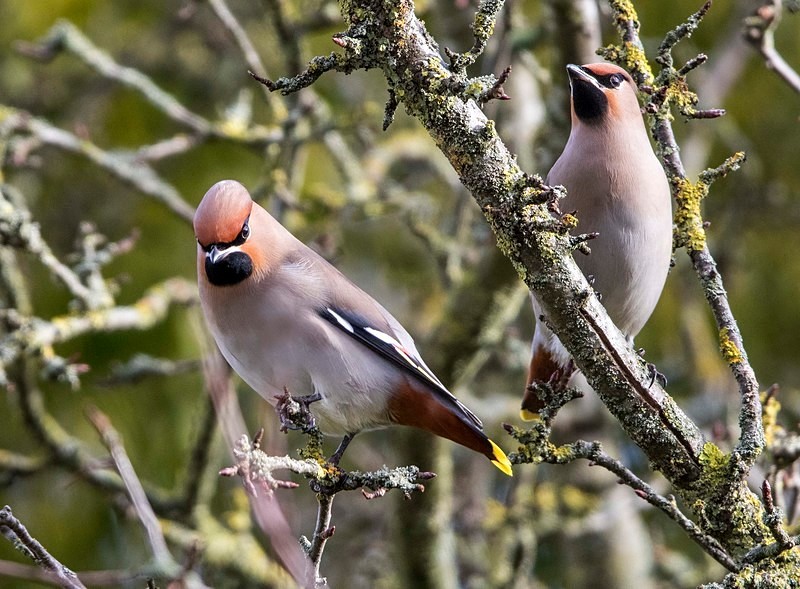 Waxwings - Cuckoos, Shrikes & Waxwings