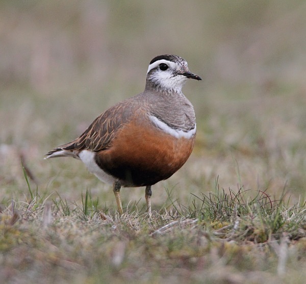 Dotterel - Waders and Plovers