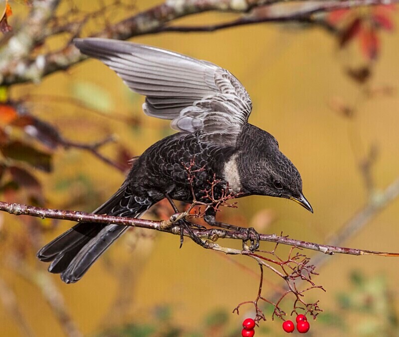 Ring Ouzel - Ring Ouzels