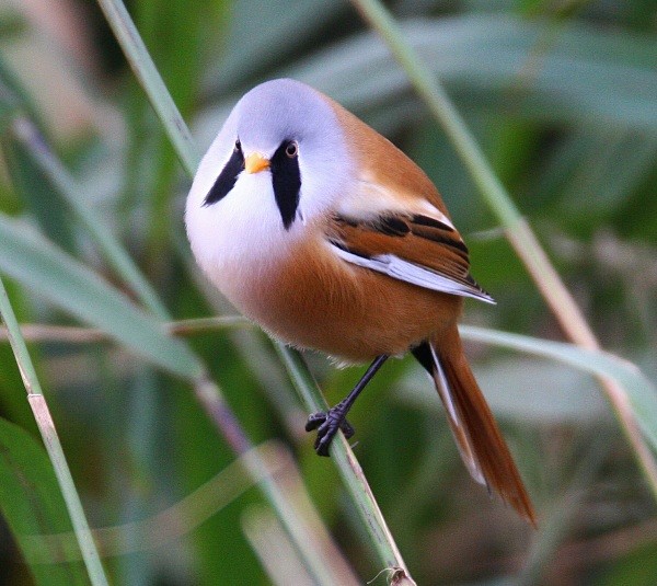 Bearded Tit - Bearded Tit