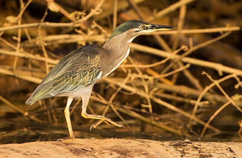 Green Backed Heron - The Gambia Nov/Dec 2023
