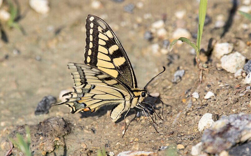 Swallowtail Butterfly - Bulgaria and Romania 2019