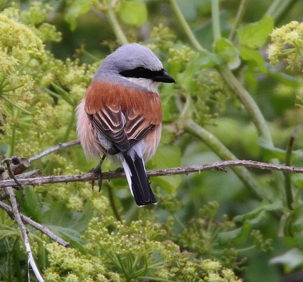 Red Backed Shrike - Norfolk, Spring 2012