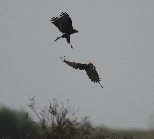 Marsh Harriers - Norfolk, Autumn 2011