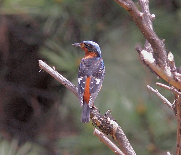 White Throated Rock Thrush - China Birds