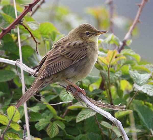 Grasshopper Warbler - Warblers