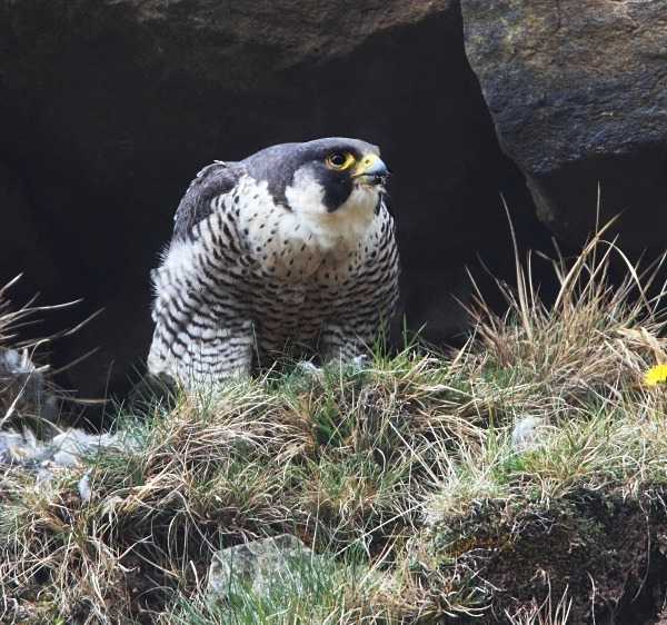 Adult Peregrine - Owls, Raptors, Corvids & Doves