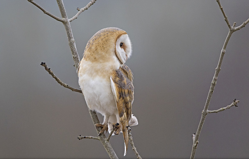 Barn Owl - Owls, Raptors, Corvids & Doves