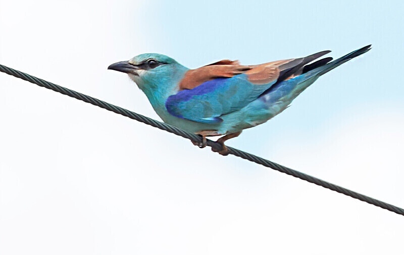 European Roller - Lesvos 2025