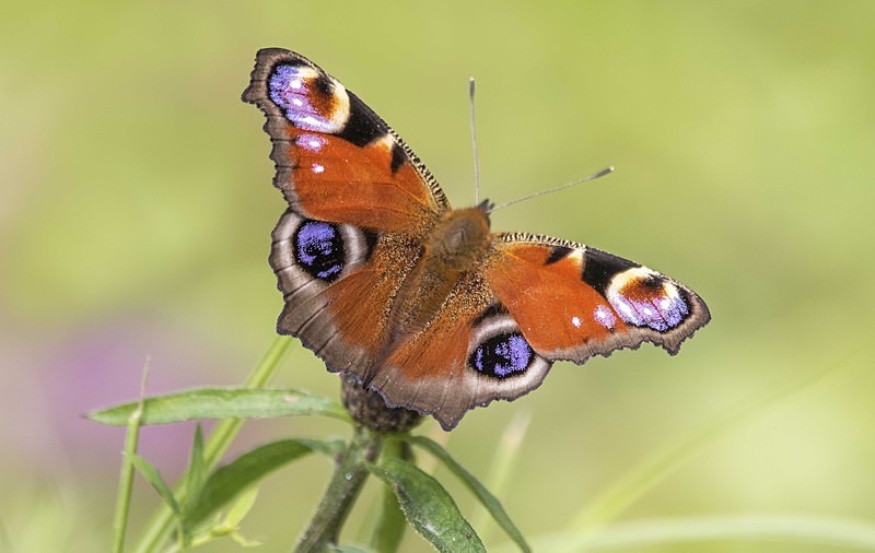 Peacock - Butterflies