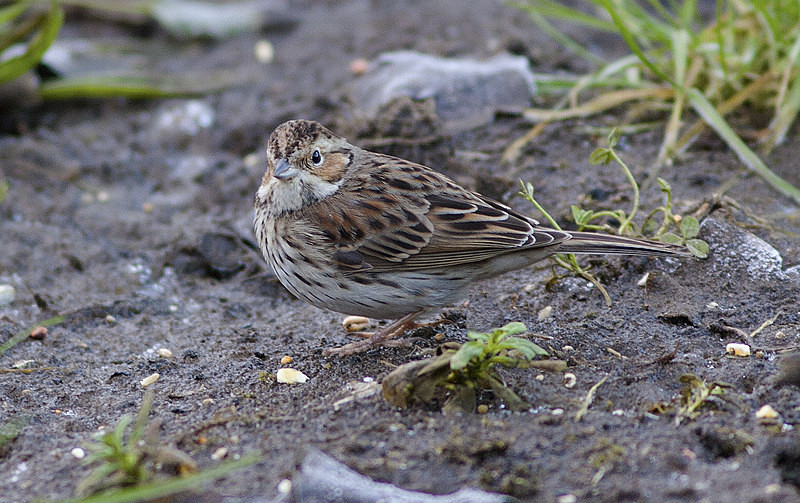 Little Bunting - Little Bunting