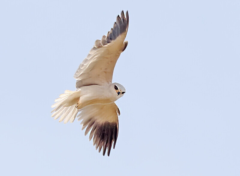 Black Winged Kite - The Gambia Januarry 2026