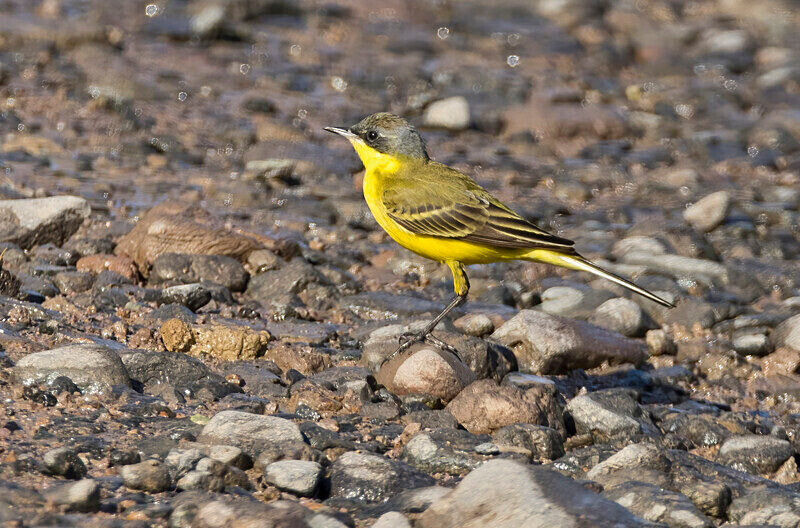 Yellow Wagtail. - Lesvos April/May 2023