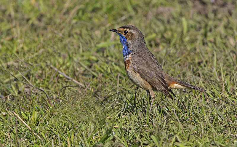 Male Bluethroat - Netherlands 2016