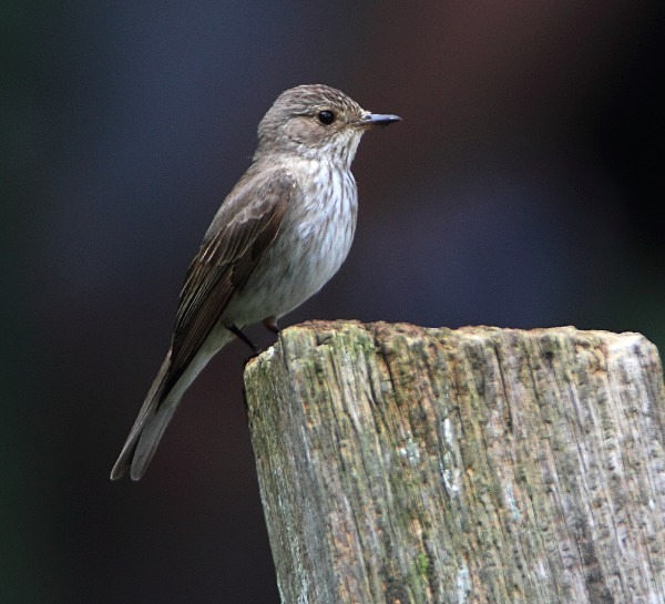 Spotted Flycatcher - Flycatchers