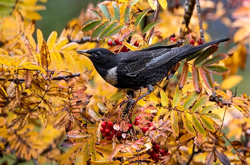 Male Ring Ouzel. - Ring Ouzels