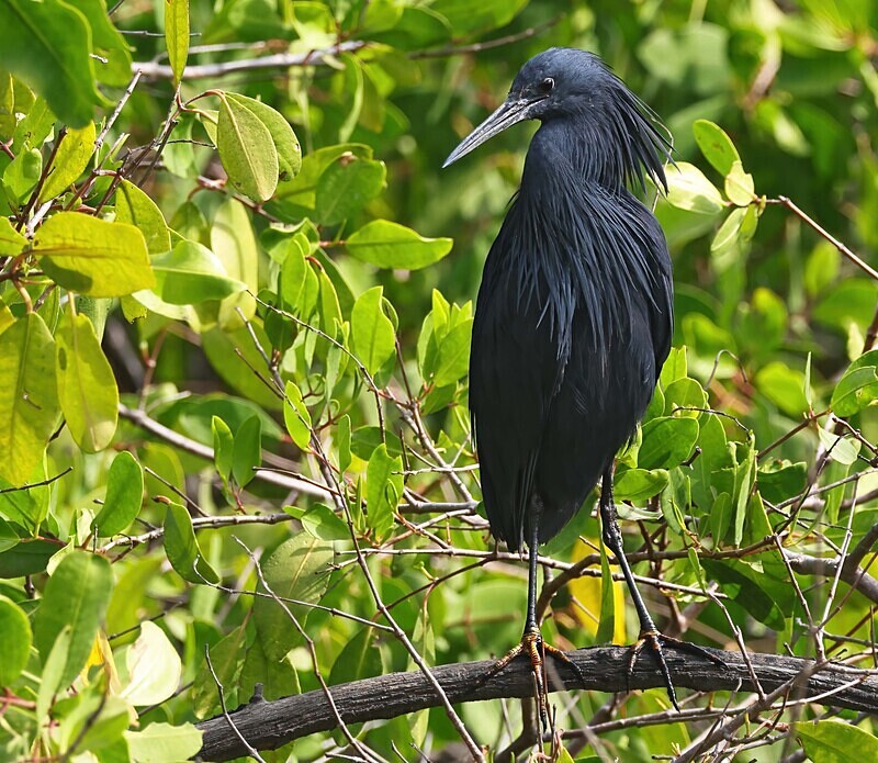 Black Heron - The Gambia Januarry 2026