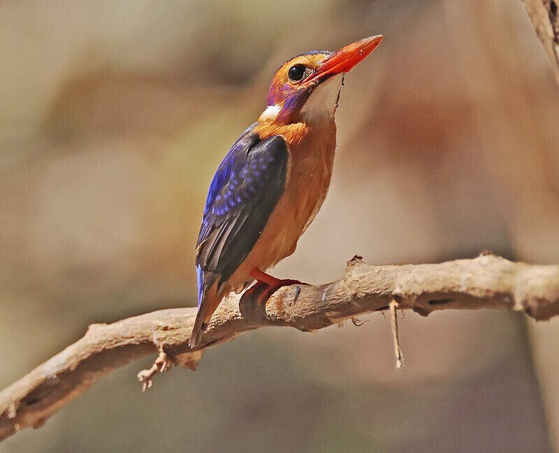 Pygmy Kingfisher - The Gambia Januarry 2026