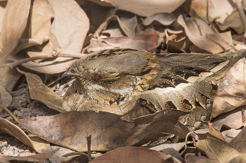 Long Tailed Nightjar. - The Gambia 2018