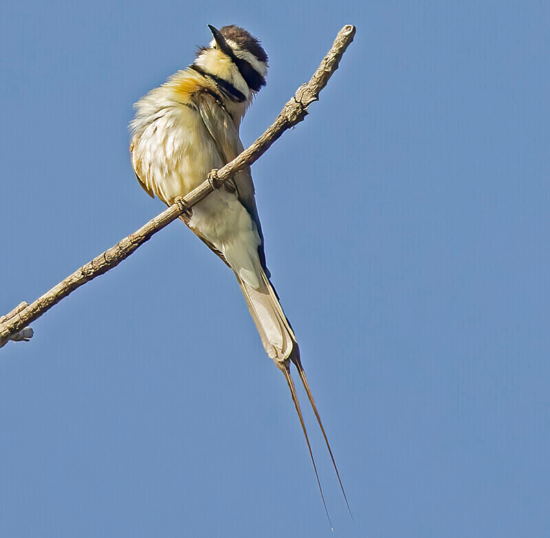 White Throated Bee Eater, Juvenile - The Gambia Nov/Dec 2023