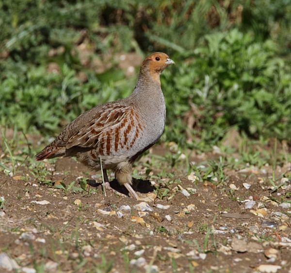 Grey Partridge - Norfolk, Spring 2012