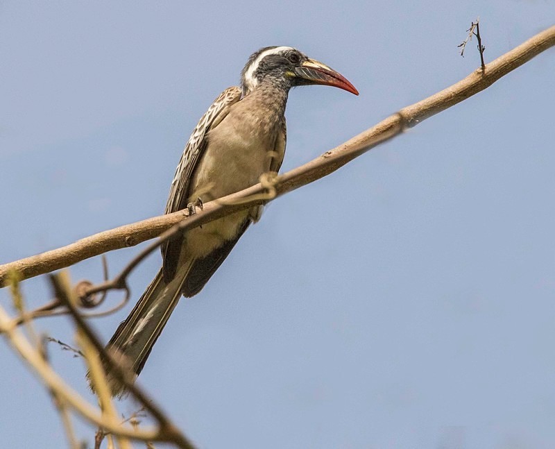 African Grey Hornbill. - The Gambia 2018